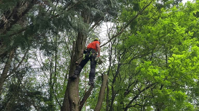 How Our Tree Care Process Works  in  Anson, TX