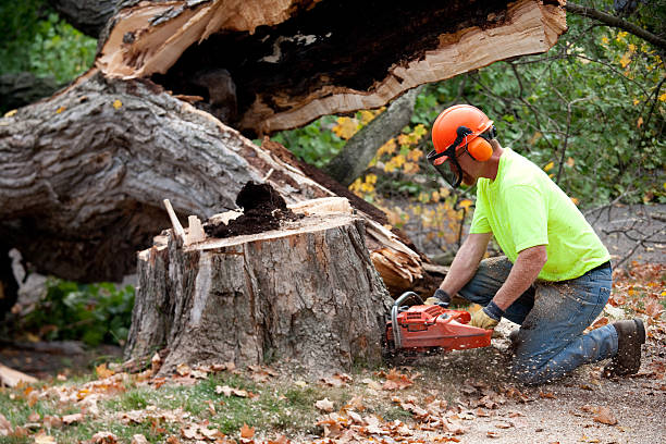 Professional Tree Care Services in Anson, TX