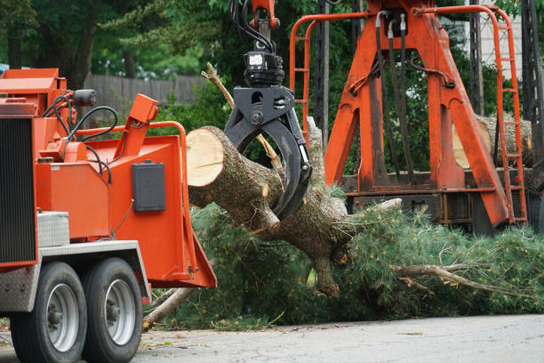 Leaf Removal in Anson, TX